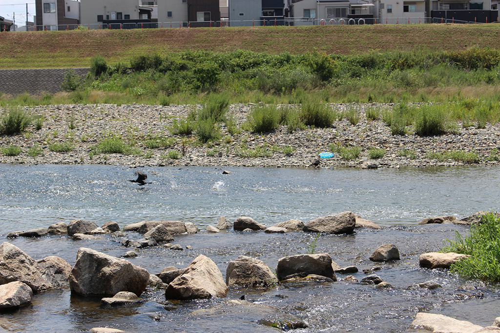 猪名川/ドラゴンランド（兵庫県/川西市）