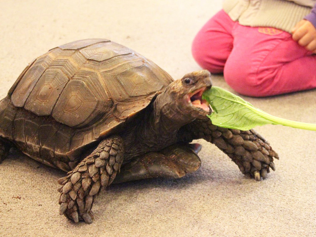ムッちゃんのクリスマス点灯式/板橋区立熱帯環境植物館(東京都)