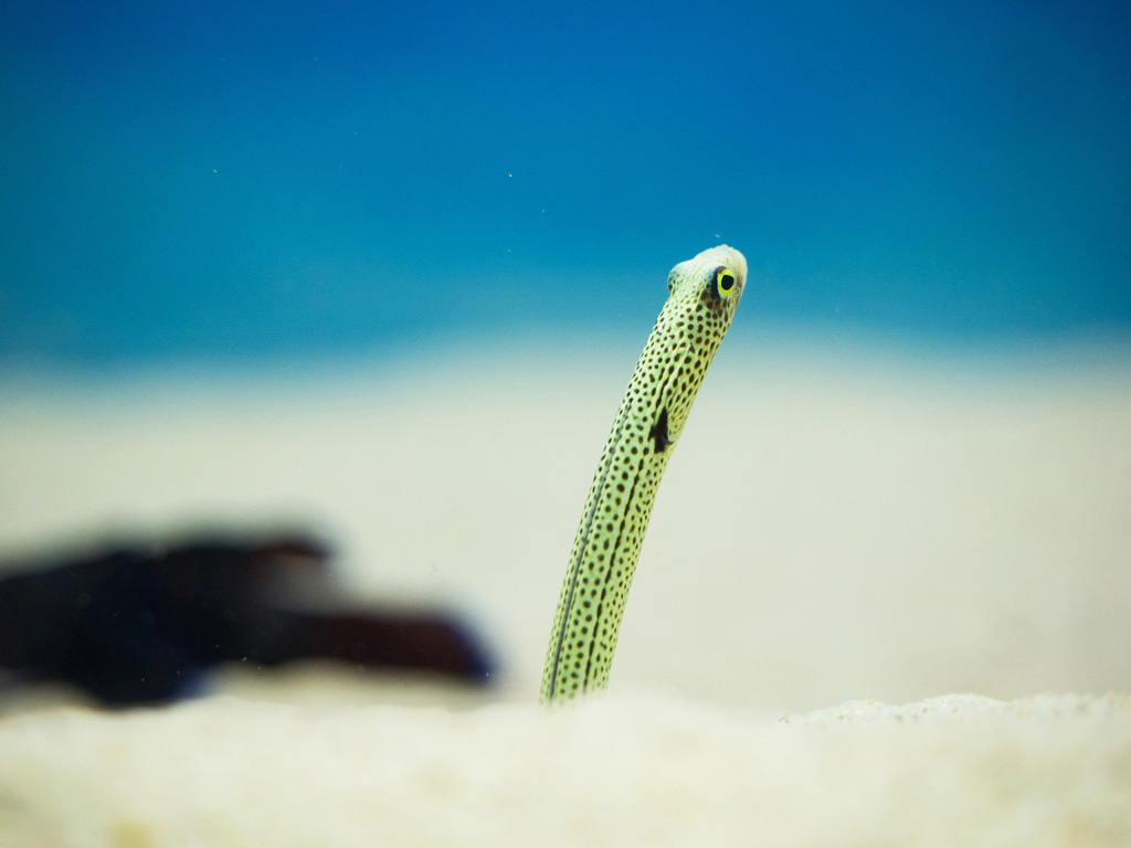 砂から顔を出すチンアナゴ/大分マリーンパレス水族館「うみたまご」(大分県/大分市)