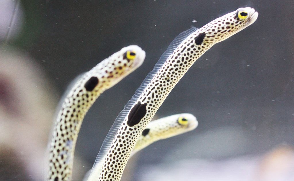 チンアナゴがいる水族館は？砂の中の方が長い?! 生態や穴の掘り方も