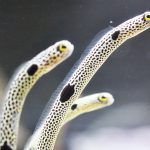 チンアナゴがいる水族館は？砂の中の方が長い?! 生態や穴の掘り方も解説