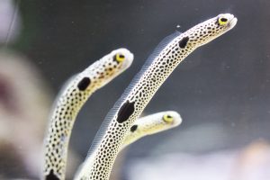 チンアナゴがいる水族館は?砂の中の方が長い?! 生態や穴の掘り方も解説