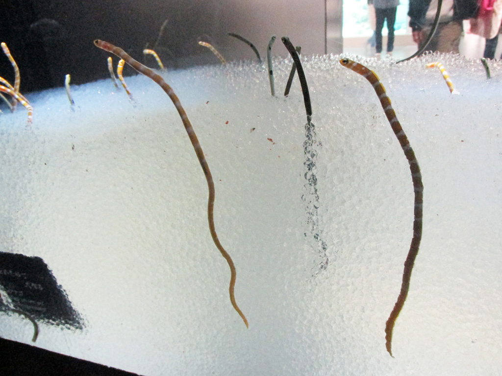 NIFRLがオープンした頃の展示の様子