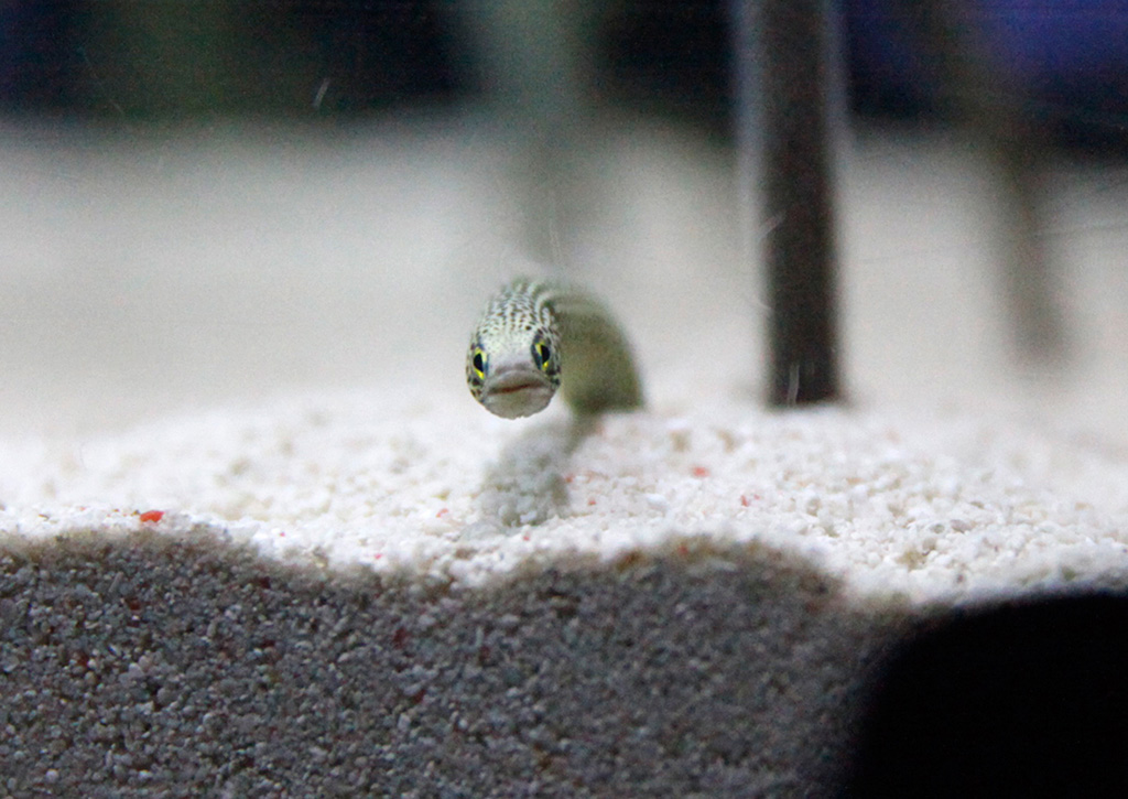 チンアナゴの正面顔