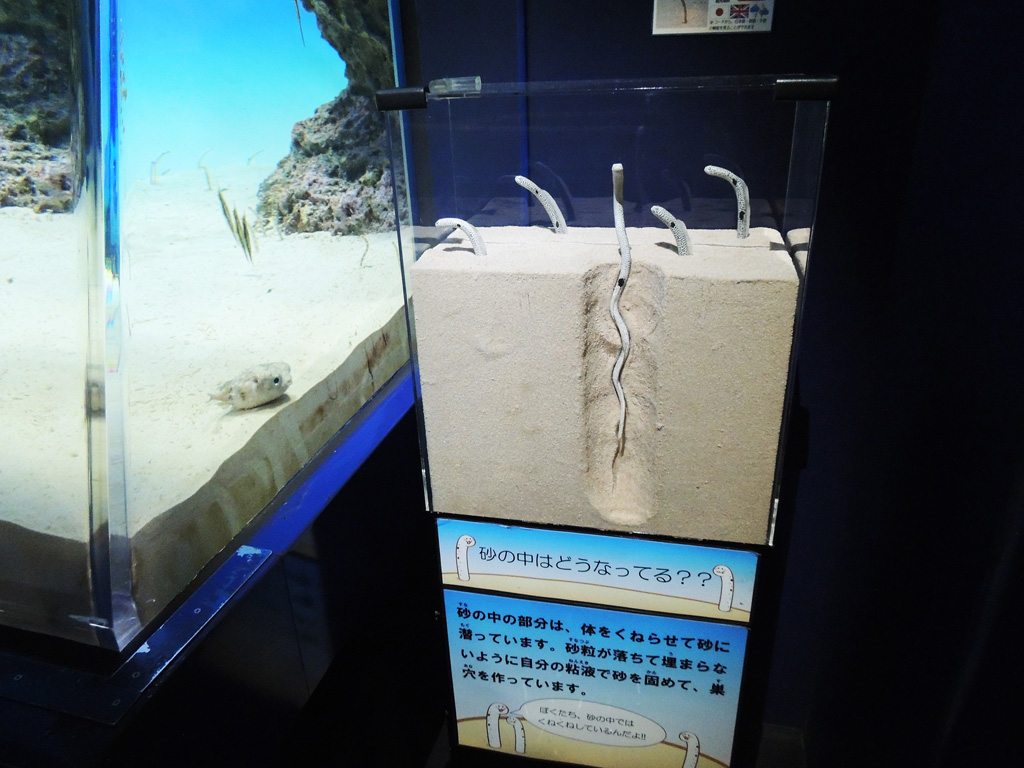 チンアナゴの巣穴について解説した模型がある水族館も