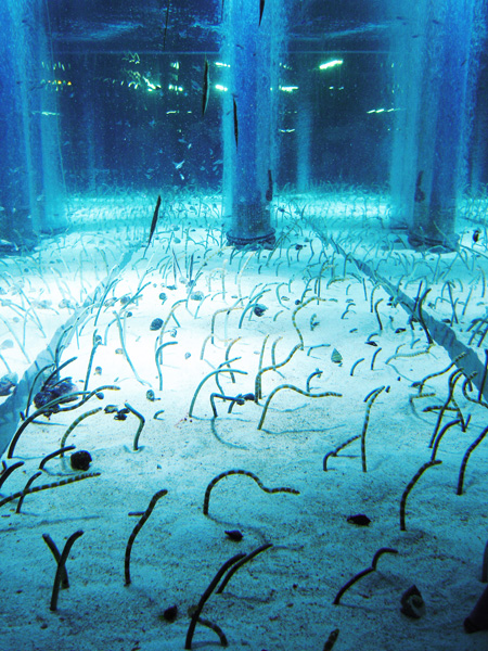 すみだ水族館の水槽は、まさにチンアナゴとニシキアナゴたちの群れの様子が見られます