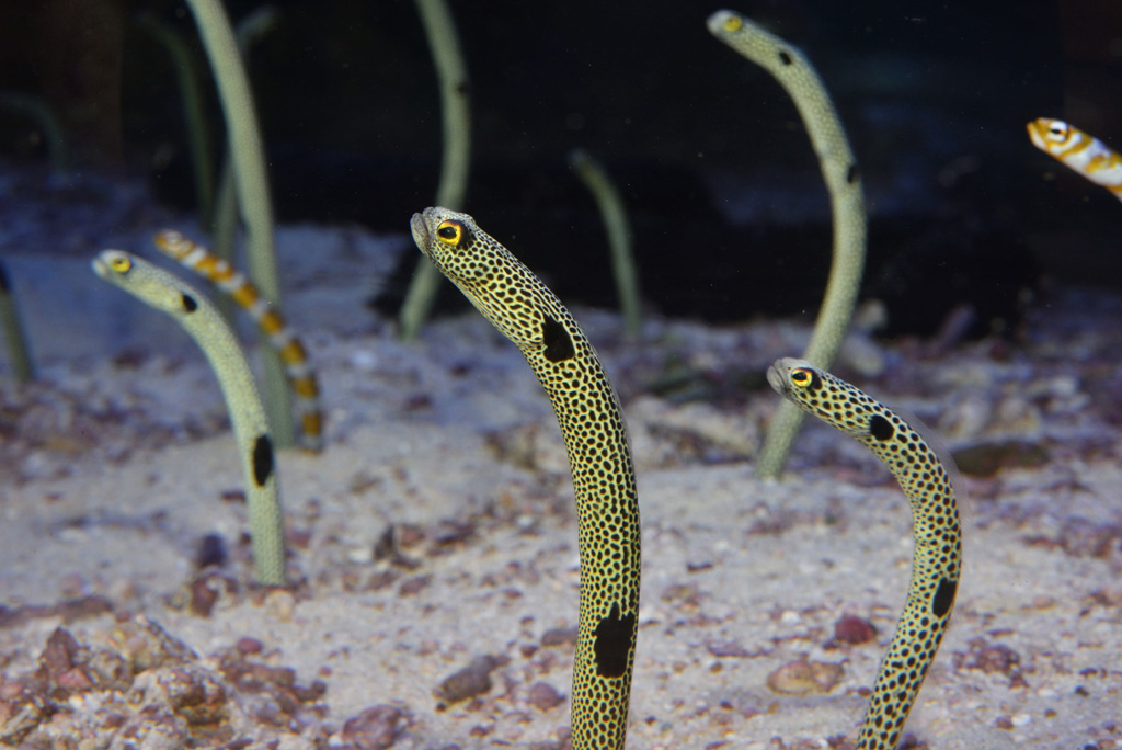 水族館でも、エサを求めて同じ方向を向くことがあります