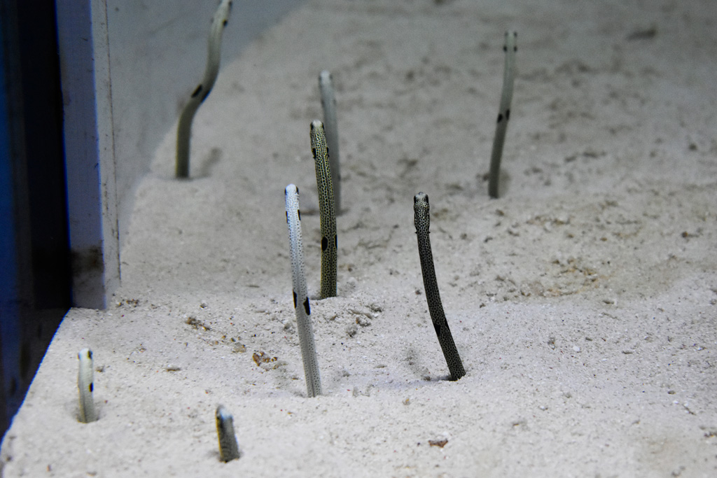 体全部が穴に隠れそうなチンアナゴも