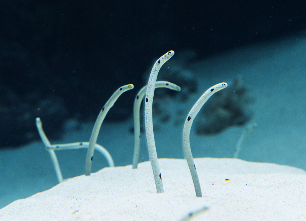 白い砂から顔と体をヒョイと出す姿が人気のチンアナゴ/アクアマリンふくしま(福島県/いわき市)