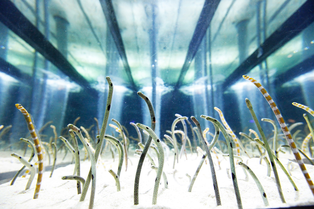 360度全方向から観察できるチンアナゴたちの水槽/すみだ水族館(東京都/墨田区)