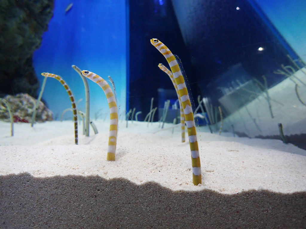 手前にニシキアナゴ、奥にチンアナゴたち/アクアワールド茨城県大洗水族館(茨城県/大洗町)
