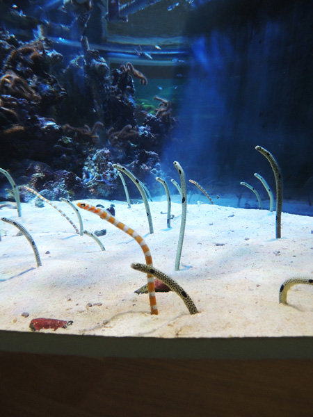 照明によってチンアナゴたちの動きも美しく見えます/名古屋港水族館(愛知県/名古屋市)