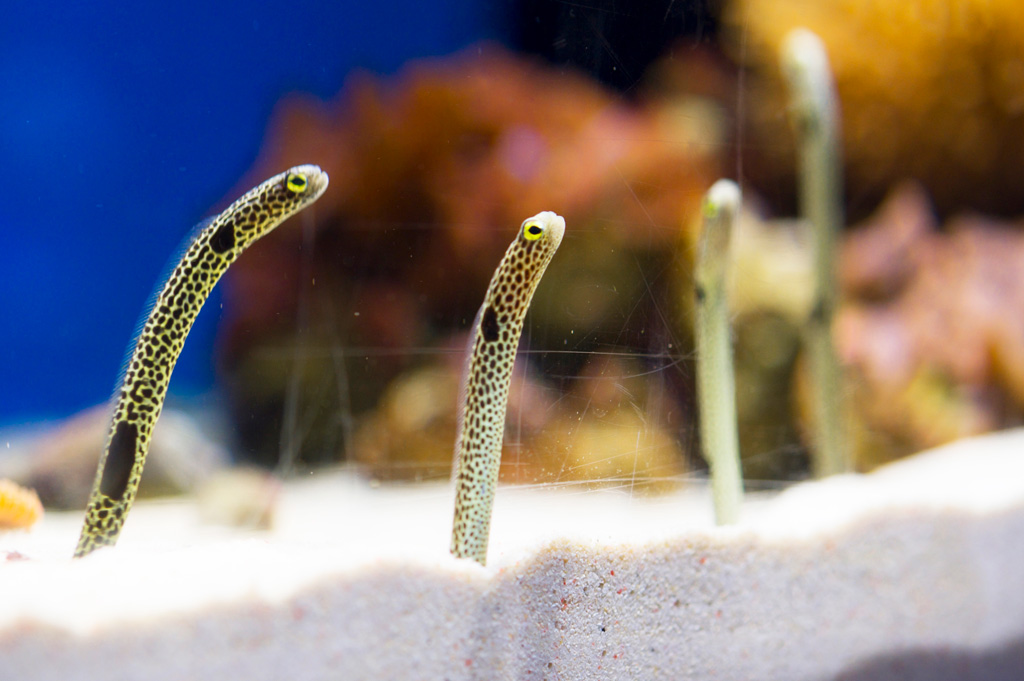 特別展示でチンアナゴが潜っている砂の中まで見えるような展示も実施したことがあります/沼津港深海水族館 シーラカンス・ミュージアム(静岡県/沼津市)