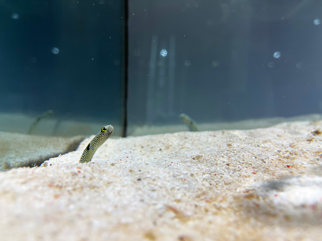 砂の中にかなり隠れているチンアナゴ/NIFREL(大阪府/吹田市)