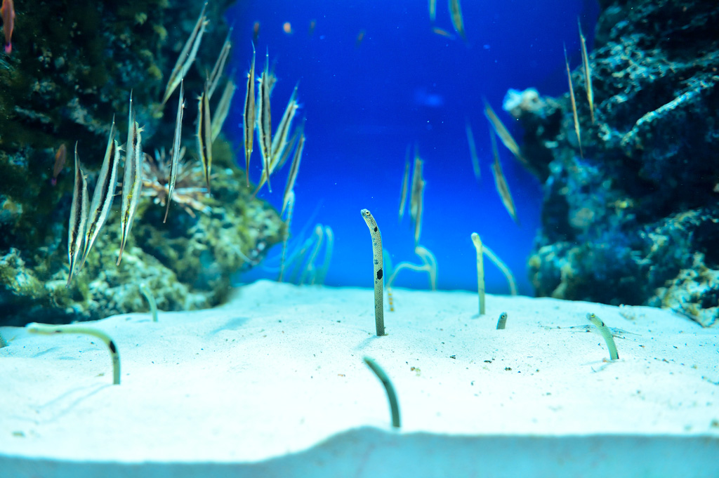 手前にチンアナゴ、奥にニシキアナゴがいます/マリホ水族館(広島県/広島市)
