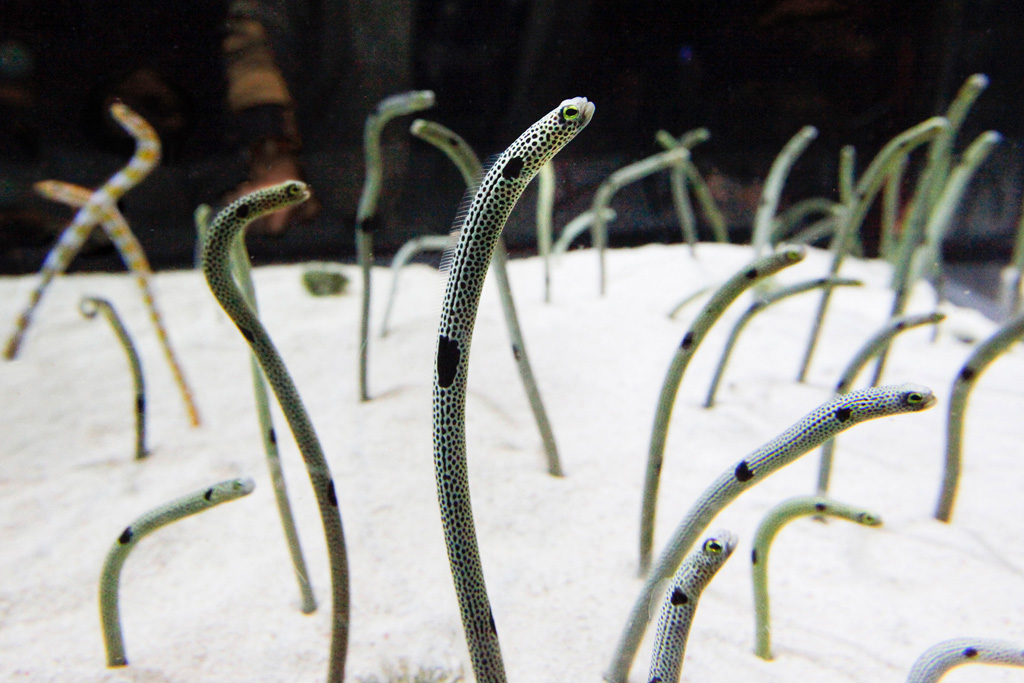 お腹の斑点は砂に埋まって見えないことが多いのですが、必要なときは体をのばして穴の外に出すそうです