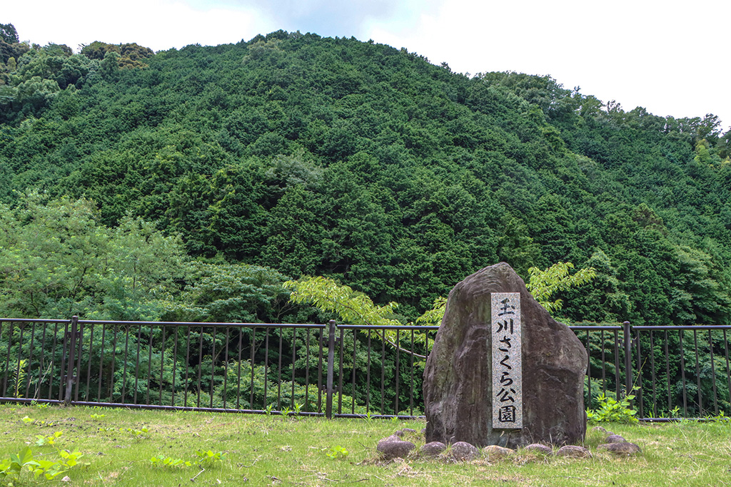 玉川さくら公園（京都府/井手町）