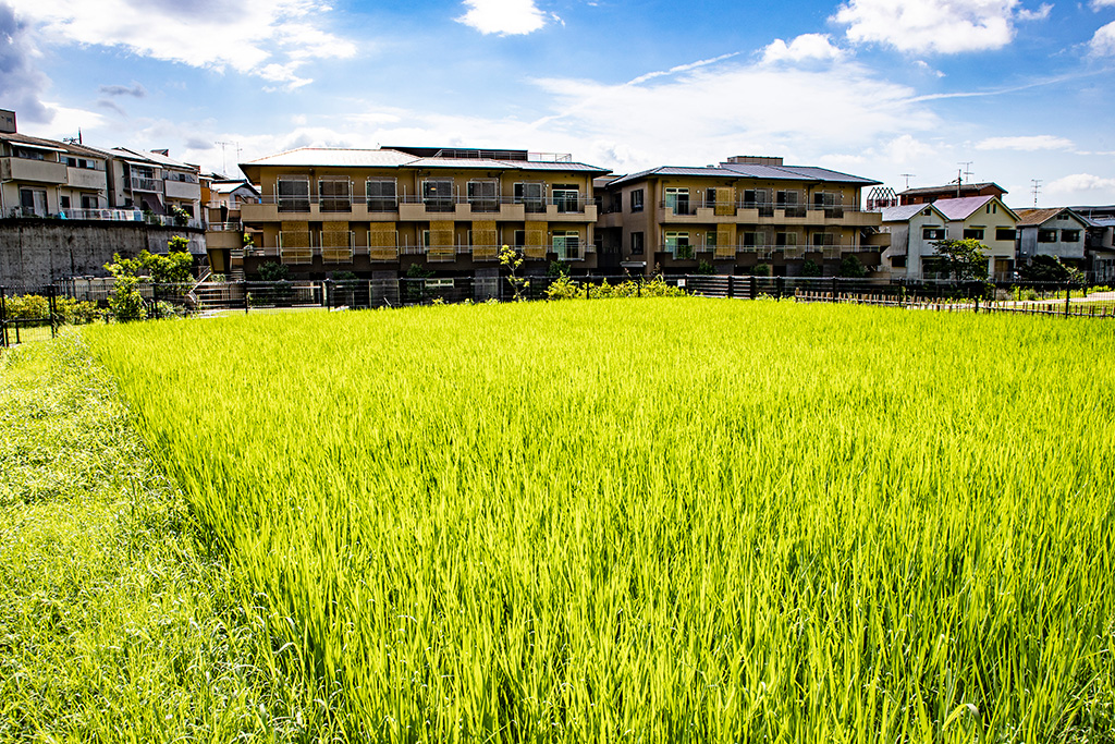 農業体験農園/西代里山公園（京都府/長岡京市）