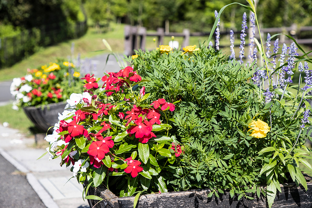 園内花壇/西代里山公園（京都府/長岡京市）