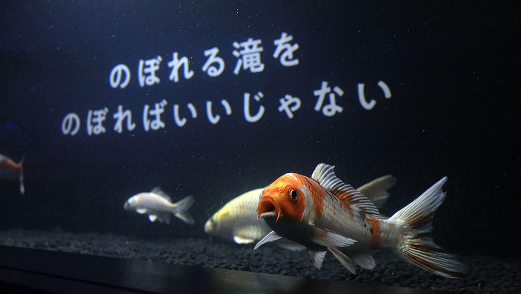 横浜開運水族館【神奈川県/横浜市】