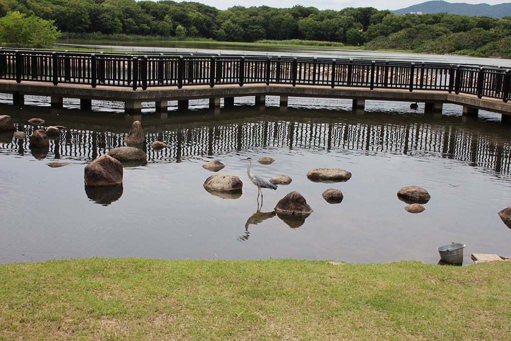 野鳥観察橋/昆陽池公園（兵庫県/伊丹市）