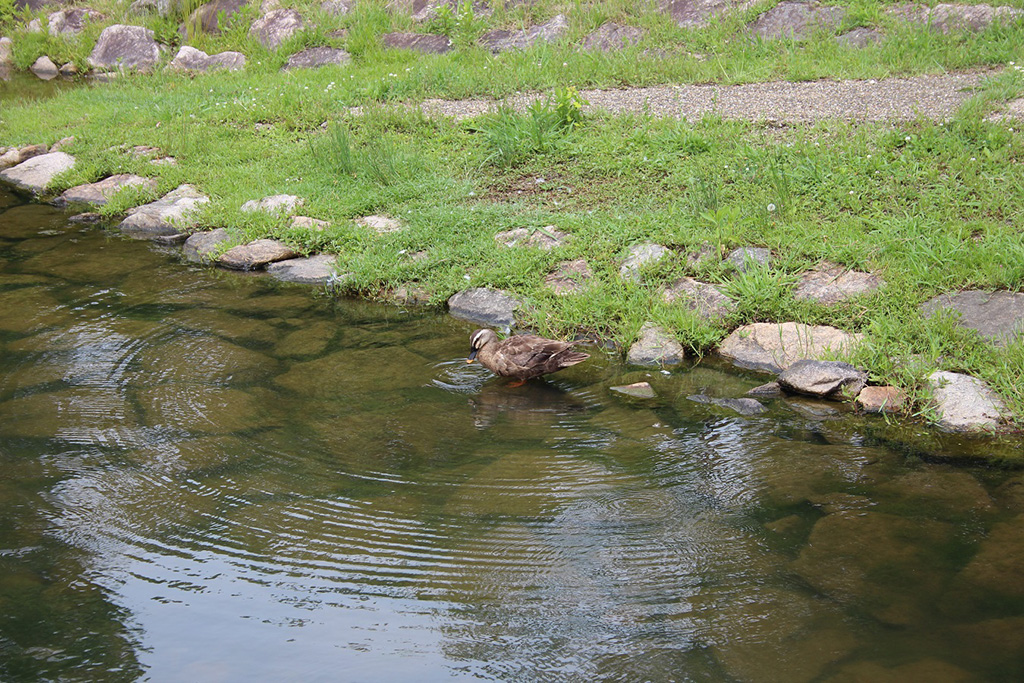 かわいいカモ/昆陽池公園（兵庫県/伊丹市）