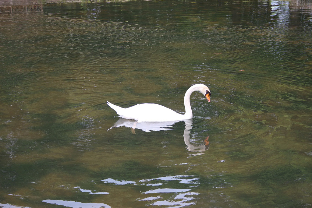 コブハクチョウ/昆陽池公園（兵庫県/伊丹市）