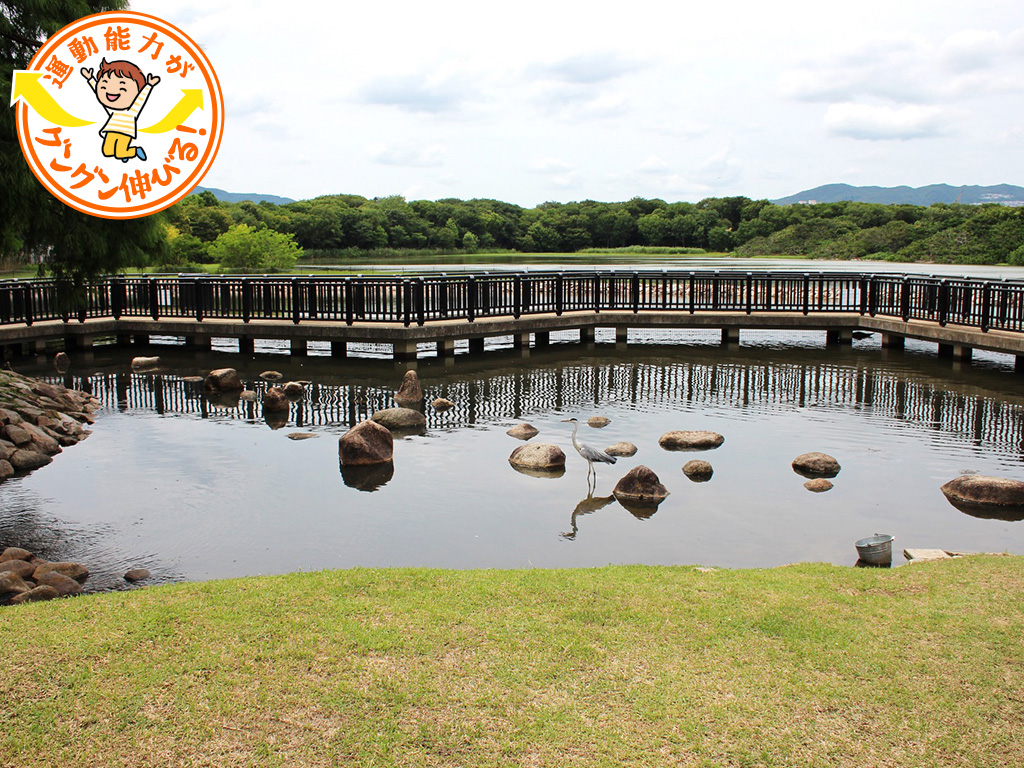 野鳥観察橋/昆陽池公園（兵庫県/伊丹市）