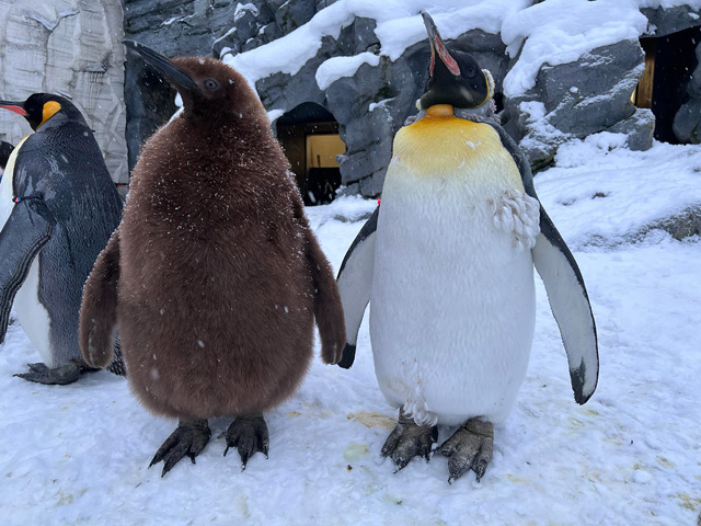 屋外放飼場のキングペンギンの親子/旭川市旭山動物園（北海道）