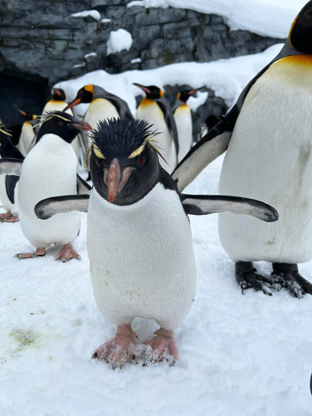 岩場をピョンピョン飛び跳ねる姿が愛嬌たっぷりのイワトビペンギン/旭川市旭山動物園（北海道）