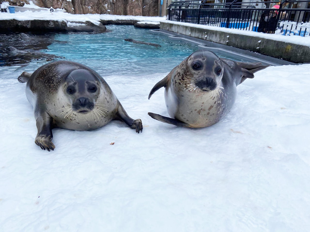 雪の上のアザラシたち/旭川市旭山動物園（北海道）