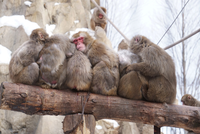 体を寄せ合って、とっても気持ちよさそうなニホンザルたち/旭川市旭山動物園（北海道）