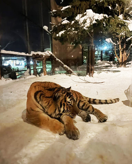 雪あかりの動物園/旭川市旭山動物園（北海道）