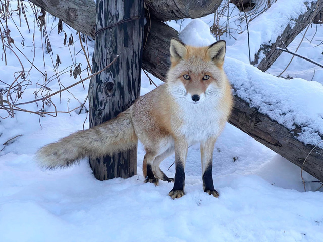 「北海道小動物コーナー」にいるキタキツネ/旭川市旭山動物園（北海道）