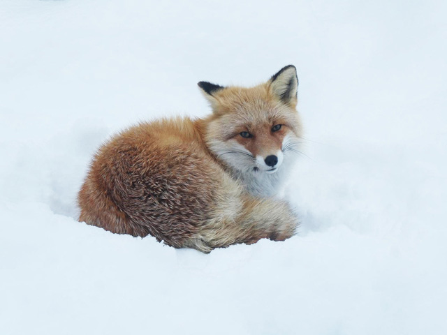 大雪原の中にいるようなキタキツネがなんだかカッコいい/旭川市旭山動物園（北海道）