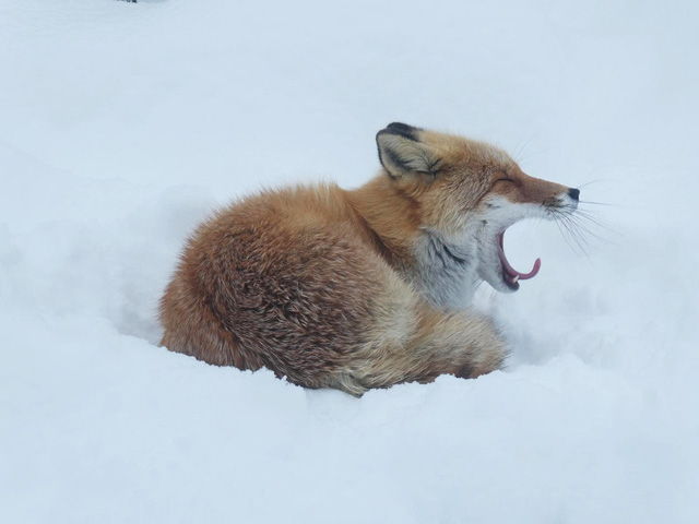 と思ったら、大あくび/旭川市旭山動物園（北海道）