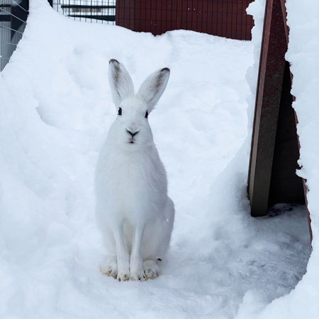 「北海道小動物コーナー」にいるエゾユキウサギ/旭川市旭山動物園（北海道）
