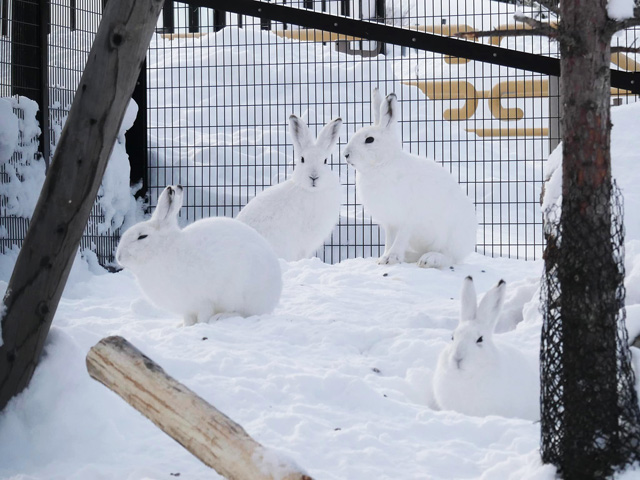 白い雪にまぎれて一瞬どこにいるのか探してしまいます/旭川市旭山動物園（北海道）