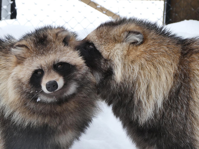仲睦まじいエゾタヌキ2頭/旭川市旭山動物園（北海道）