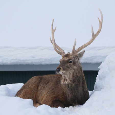 立派な角が雪に映えるエゾシカ/旭川市旭山動物園（北海道）