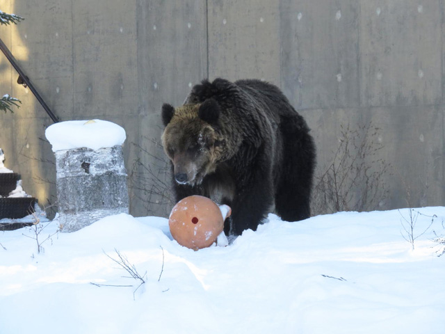 「えぞひぐま館」にいるエゾヒグマの「とんこ」/旭川市旭山動物園（北海道）