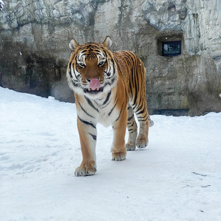 シベリアトラという別名があり、極寒の地域に生息しているアムールトラ/旭川市旭山動物園（北海道）