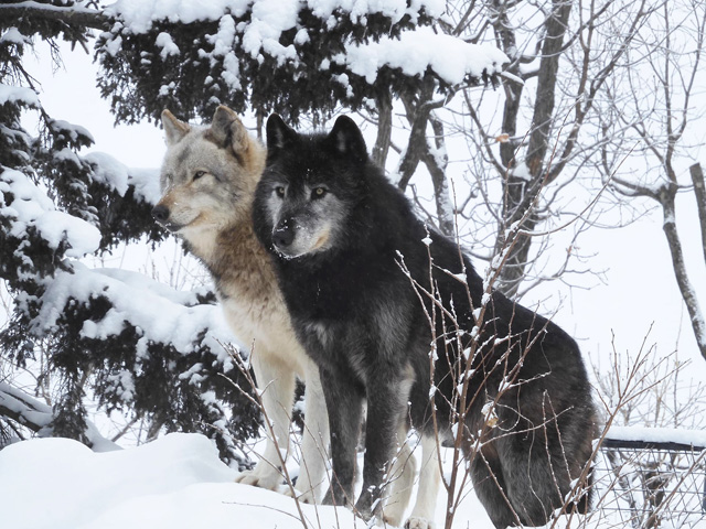 カナダが生息地のシンリンオオカミ/旭川市旭山動物園（北海道）