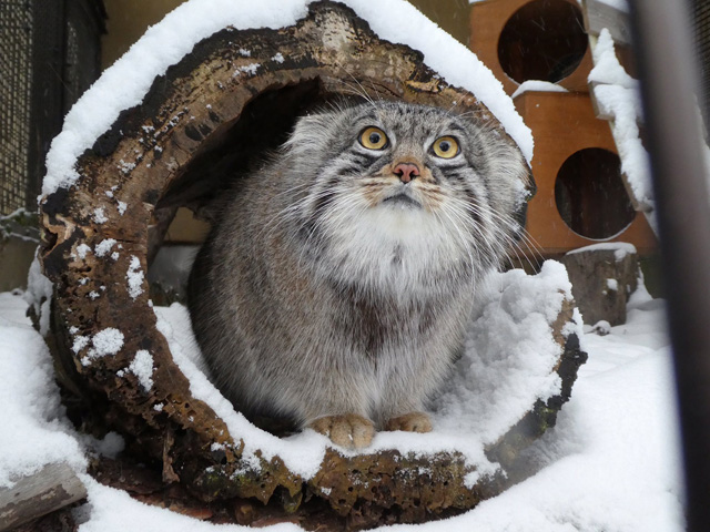 寒さが得意なわけではないが美しい姿が雪にも似合うマヌルネコ/旭川市旭山動物園（北海道）