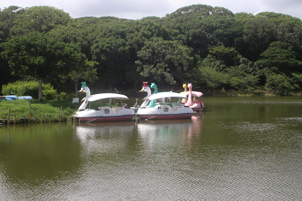 スワンボートが楽しめる「剛ノ池」/明石公園（兵庫県/明石市）