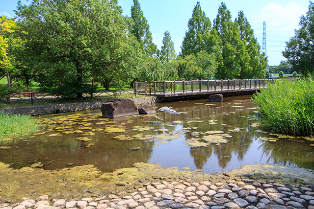 徒渉池・深野池/深北緑地（大阪府/大東市）