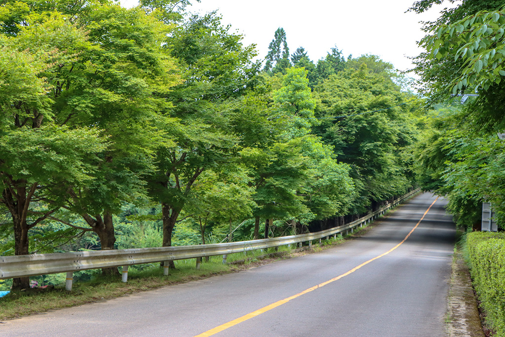 嵐山-高雄パークウエイ(京都府/京都市)