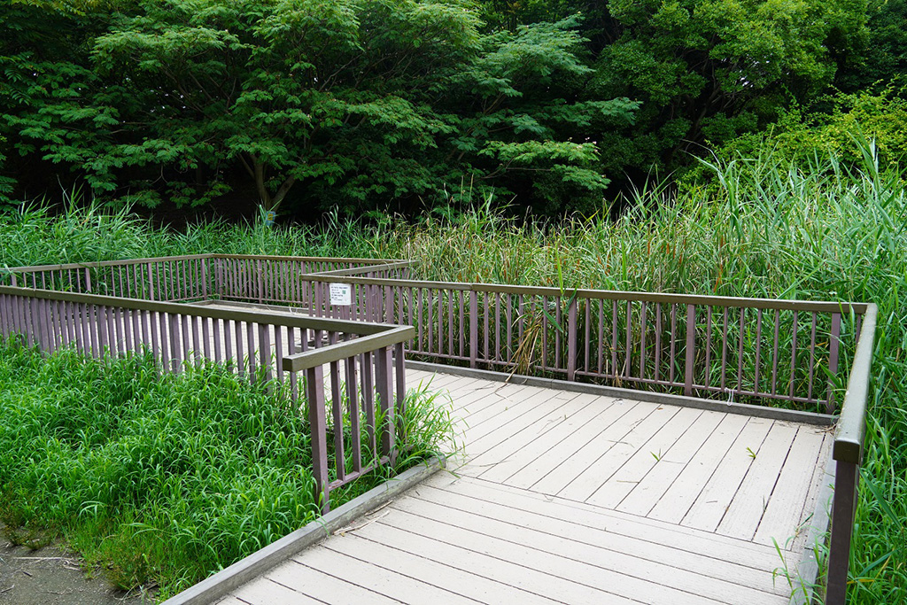 ビオトープ池/芦屋市総合公園（兵庫県）