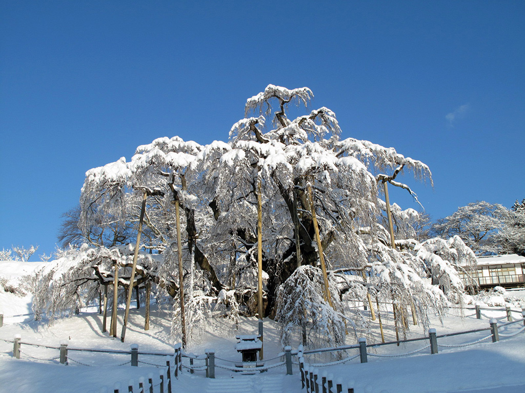 「三春滝桜」/こおりやま広域圏（福島県）