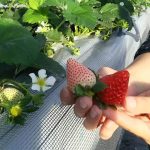 関東のいちご狩り、おすすめの品種と農園は？新種のとちあいか、話題の真紅の美鈴も！